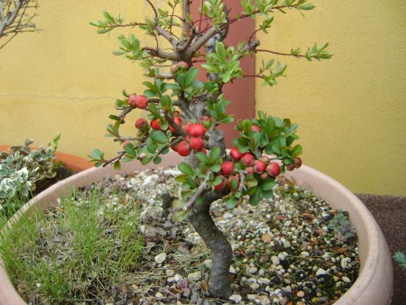 Gutui japonez, bonsai - v Iarna 2019-2020