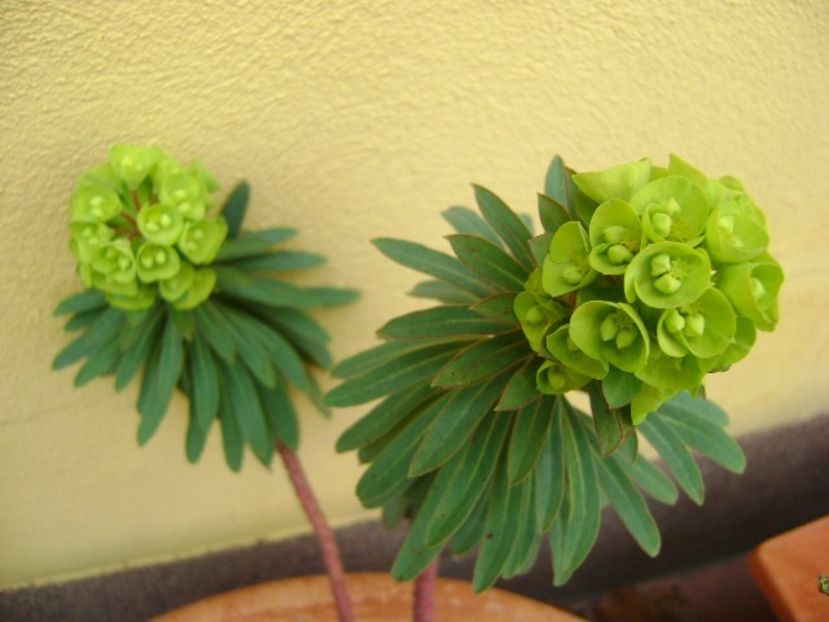 Euphorbia amygdaloides - v Iarna 2019-2020