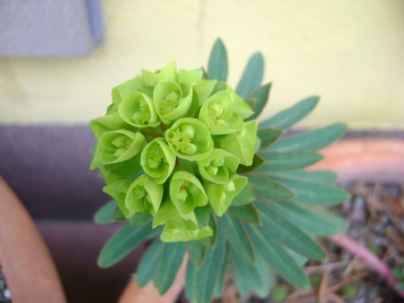 Euphorbia amygdaloides - v Iarna 2019-2020