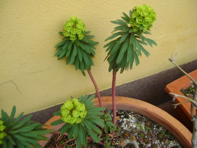 Euphorbia amygdaloides - v Iarna 2019-2020