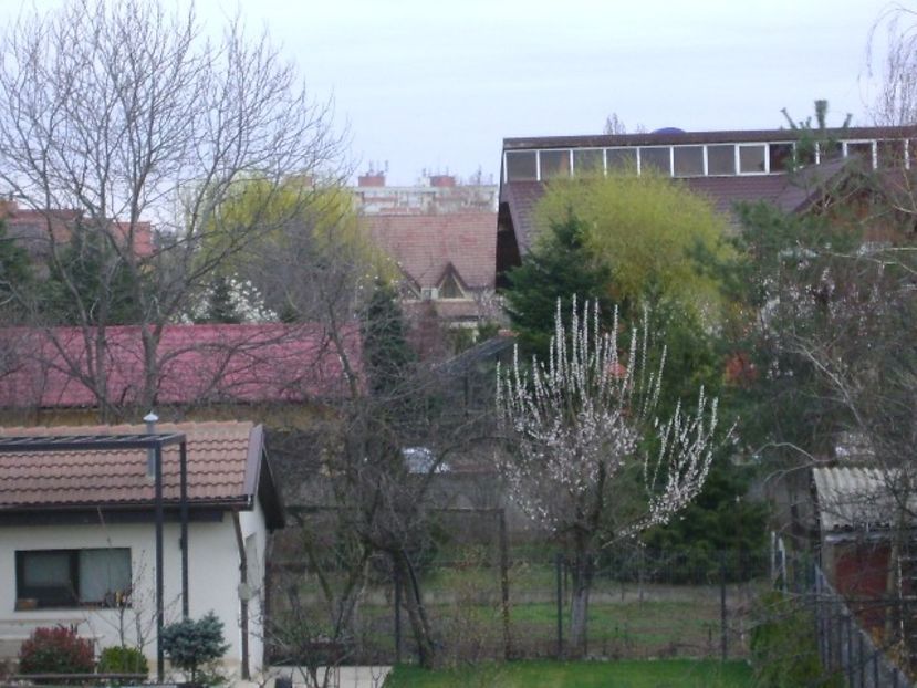 Copaci infloriti in cartier - v Iarna 2019-2020