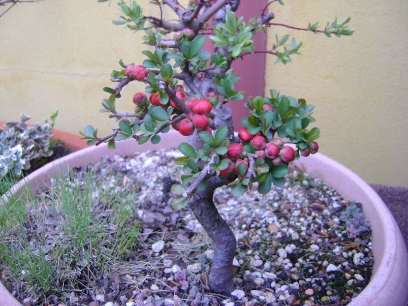 Gutui japonez - Bonsai si prebonsai 2018-2020