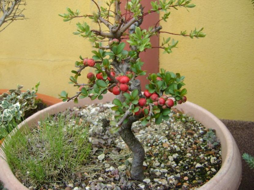 Gutui japonez - Bonsai si prebonsai 2018-2020