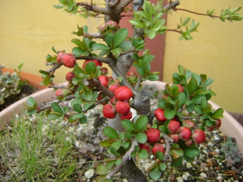 Gutui japonez - Bonsai si prebonsai 2018-2020