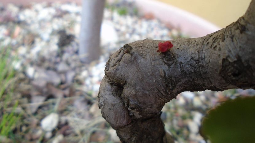 Gutui japonez - Bonsai si prebonsai 2018-2020