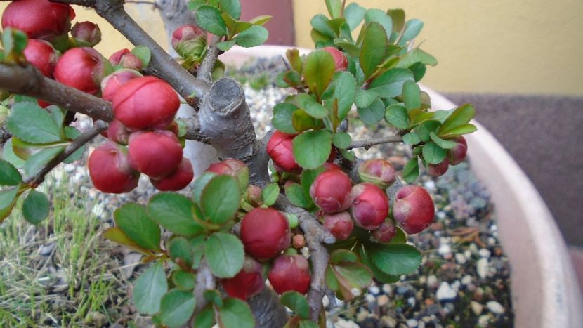 Gutui japonez - Bonsai si prebonsai 2018-2020