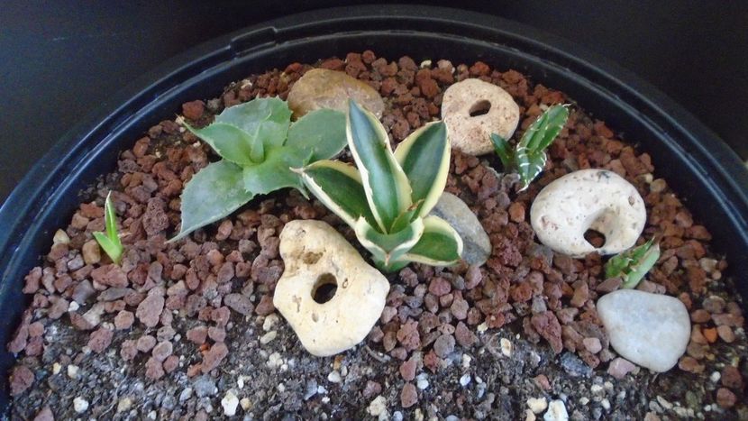 Grup de 5 agave - Agave - Yucca si Dracaena 2020