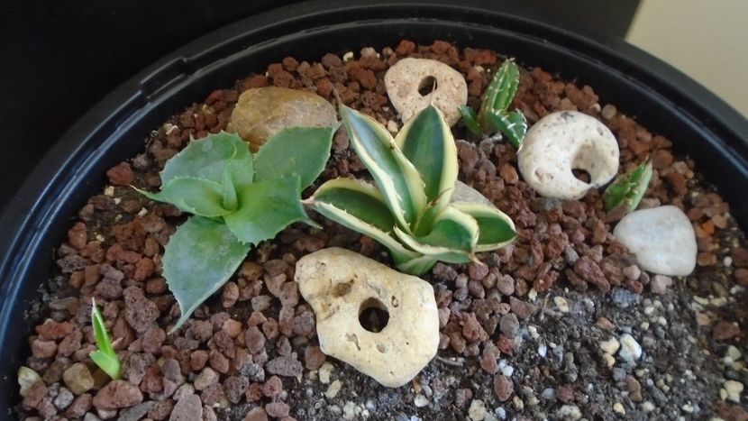 Grup de 5 agave - Agave - Yucca si Dracaena 2020