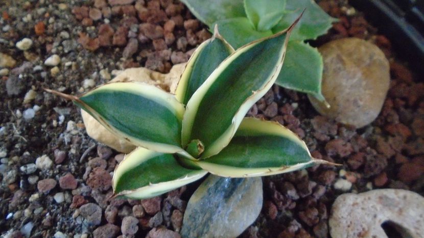 Agave lophantha quadricolor - Agave - Yucca si Dracaena 2020