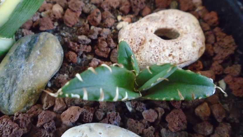 Agave titanota - Agave - Yucca si Dracaena 2020