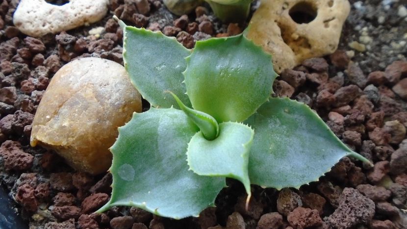 Agave guadalajarana - Agave - Yucca si Dracaena 2020