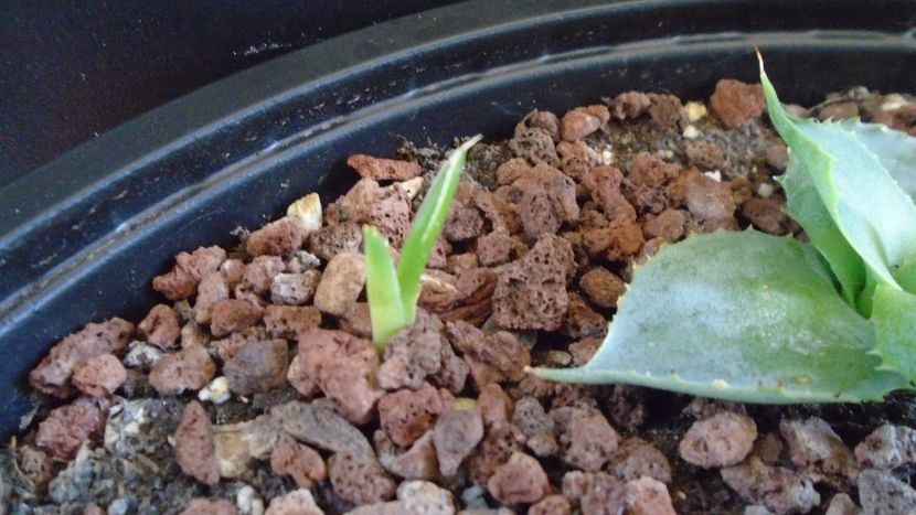 Agave victoriae-reginae - Agave - Yucca si Dracaena 2020