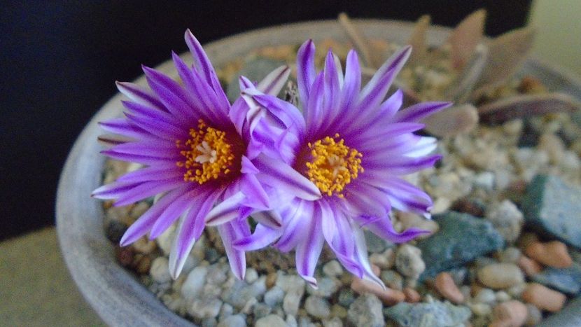 Turbinicarpus pseudopectinatus - Cactusi 2020 evolutie