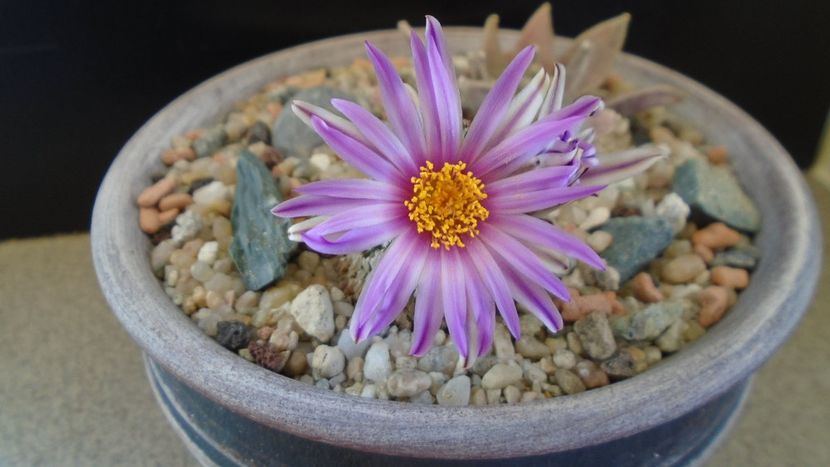 Turbinicarpus pseudopectinatus - Cactusi 2020 evolutie