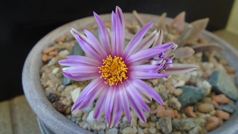 Turbinicarpus pseudopectinatus - Cactusi 2020 evolutie