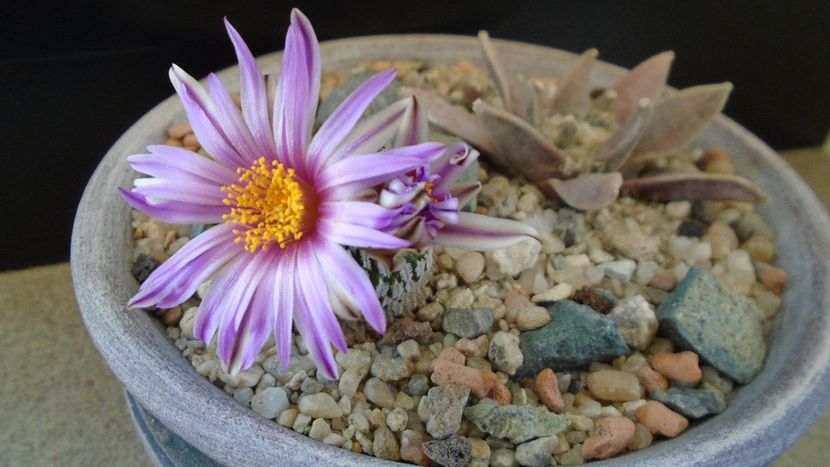 Turbinicarpus pseudopectinatus - Cactusi 2020 evolutie