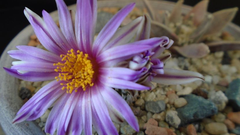 Turbinicarpus pseudopectinatus - Cactusi 2020 evolutie