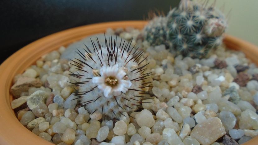 Mammillaria perezdelarosae ssp. andersoniana - Cactusi 2020 evolutie