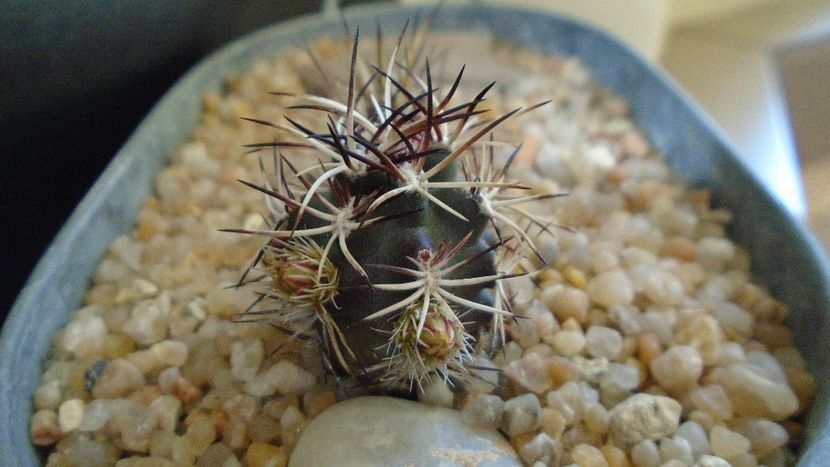 Echinocereus davisi brevispinus - Cactusi 2020 evolutie