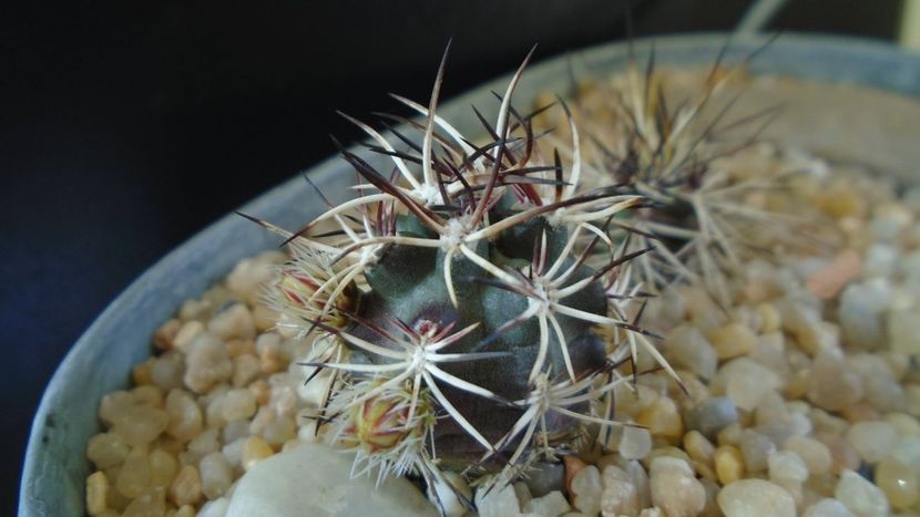 Echinocereus davisi brevispinus - Cactusi 2020 evolutie