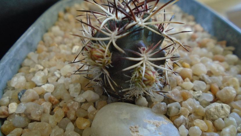 Echinocereus davisi brevispinus - Cactusi 2020 evolutie