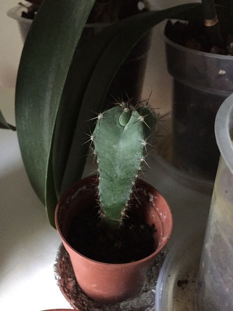 B615F46E-AD35-4ED0-968E-6F32B5178AAF - Cactusi din seminte