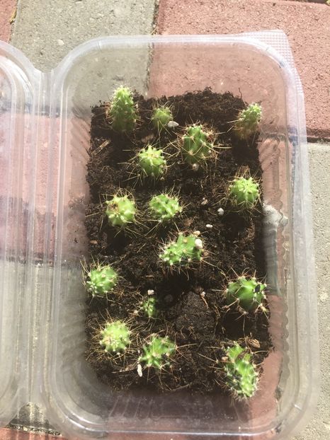 3B478EA7-91F9-4714-9B98-D7C2BB6CFBAE - Cactusi din seminte