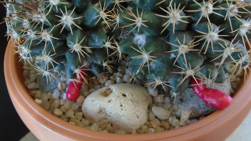 Mammillaria mammillaris - Cactusi 2020 evolutie