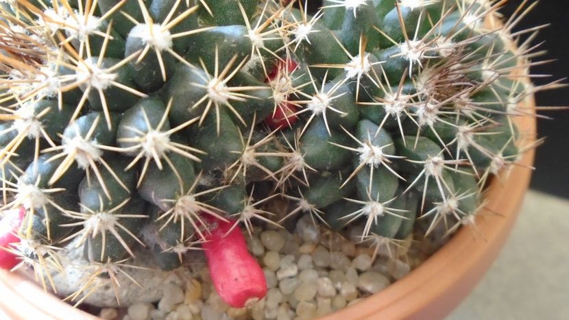 Mammillaria mammillaris - Cactusi 2020 evolutie