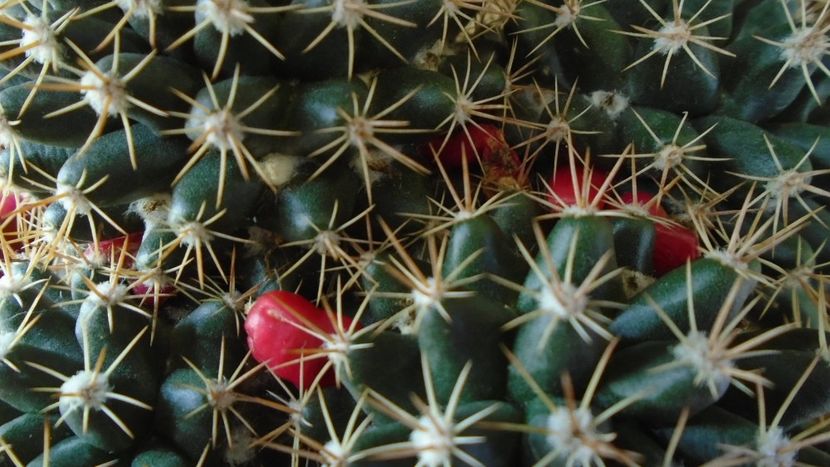 Mammillaria mammillaris - Cactusi 2020 evolutie