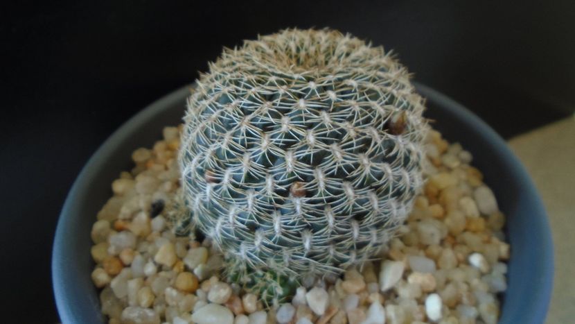Rebutia arenacea, boboci - Cactusi 2020 evolutie