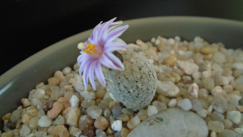 Turbinicarpus valdezianus - Cactusi 2020 evolutie