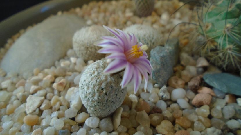 Turbinicarpus valdezianus - Cactusi 2020 evolutie