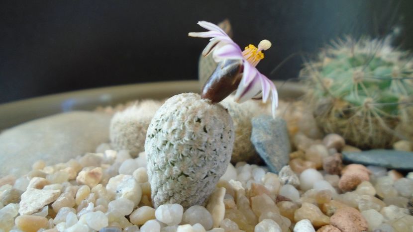 Turbinicarpus valdezianus - Cactusi 2020 evolutie