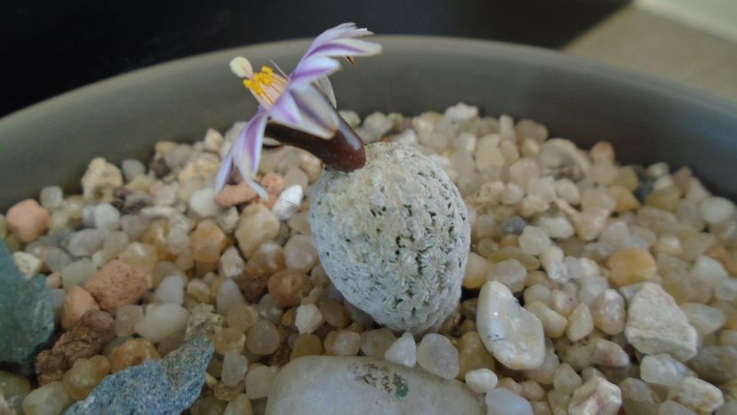 Turbinicarpus valdezianus - Cactusi 2020 evolutie