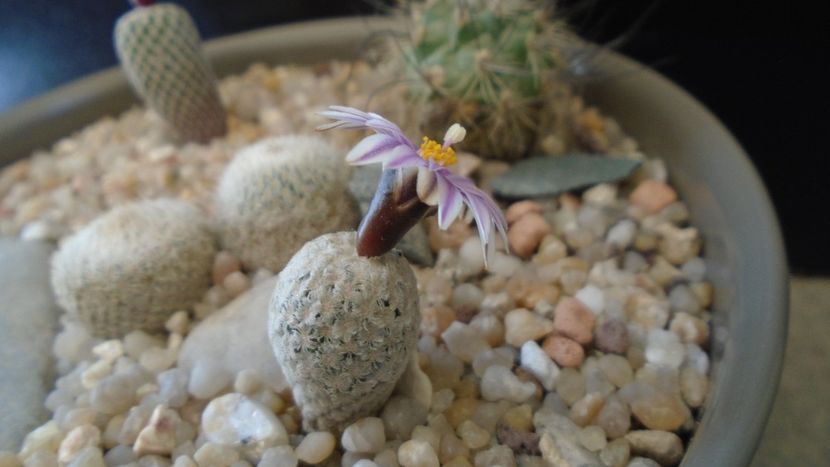 Turbinicarpus valdezianus - Cactusi 2020 evolutie