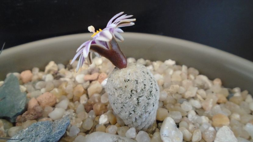 Turbinicarpus valdezianus - Cactusi 2020 evolutie