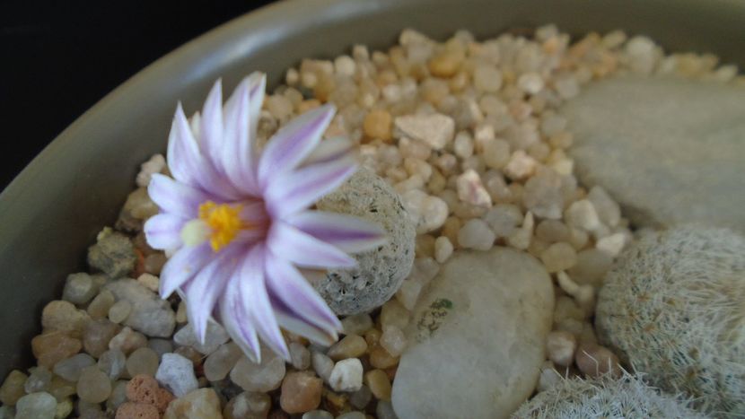 Turbinicarpus valdezianus - Cactusi 2020 evolutie