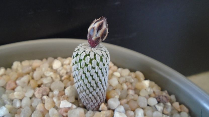 Turbinicarpus pseudopectinatus - Cactusi 2020 evolutie