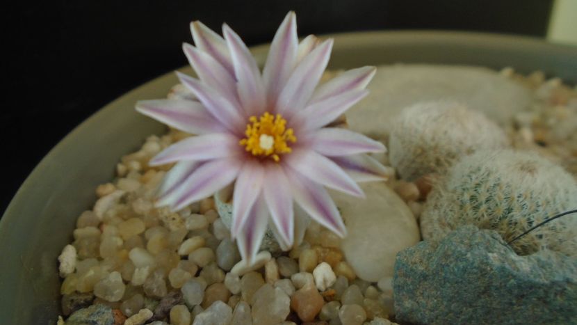 Turbinicarpus valdezianus - Cactusi 2020 evolutie