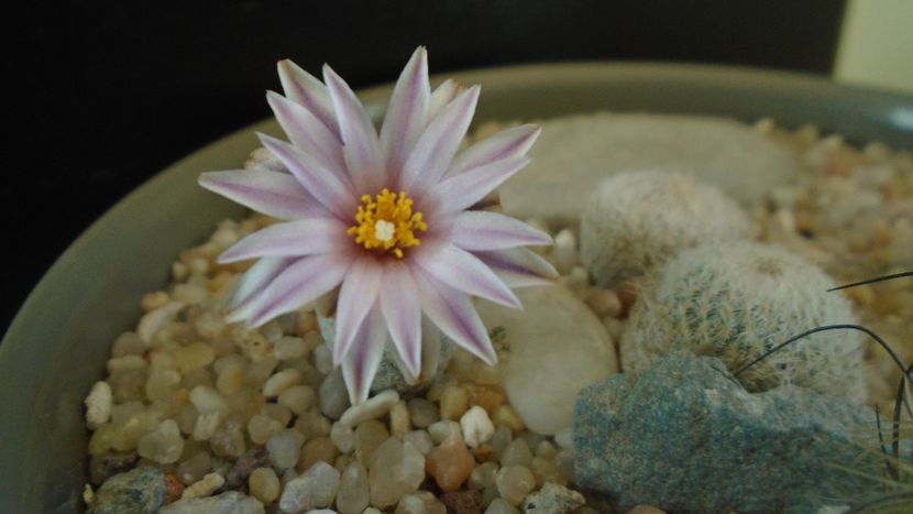 Turbinicarpus valdezianus - Cactusi 2020 evolutie
