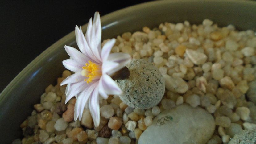 Turbinicarpus valdezianus - Cactusi 2020 evolutie