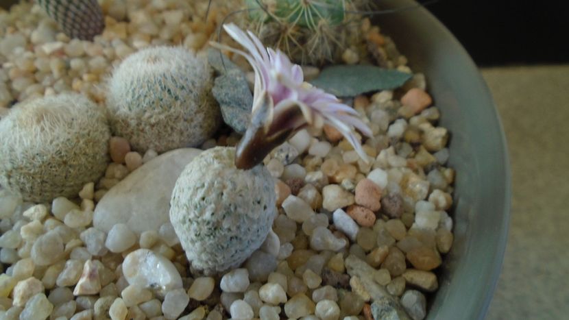 Turbinicarpus valdezianus - Cactusi 2020 evolutie
