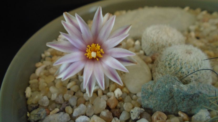 Turbinicarpus valdezianus - Cactusi 2020 evolutie