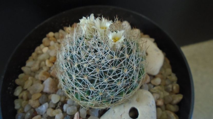 Mammillaria picta - Cactusi 2020 evolutie