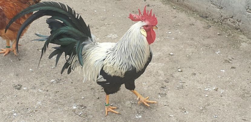  - Gaini Italiana Argintie 2020