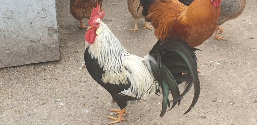  - Gaini Italiana Argintie 2020