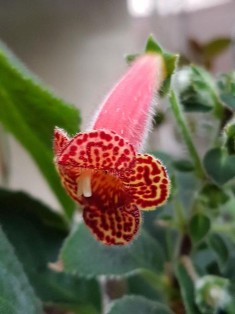 thumbnail - 2020-03-13T191231.247 - KOHLERIA 2020