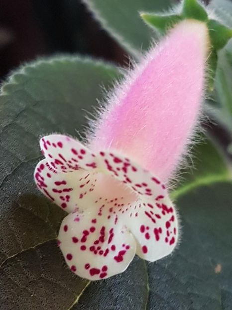 Venus - KOHLERIA 2020