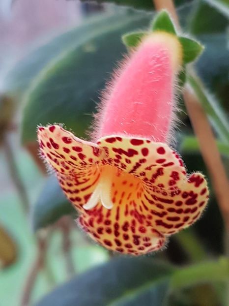 thumbnail - 2020-03-15T182829.971 - KOHLERIA 2020